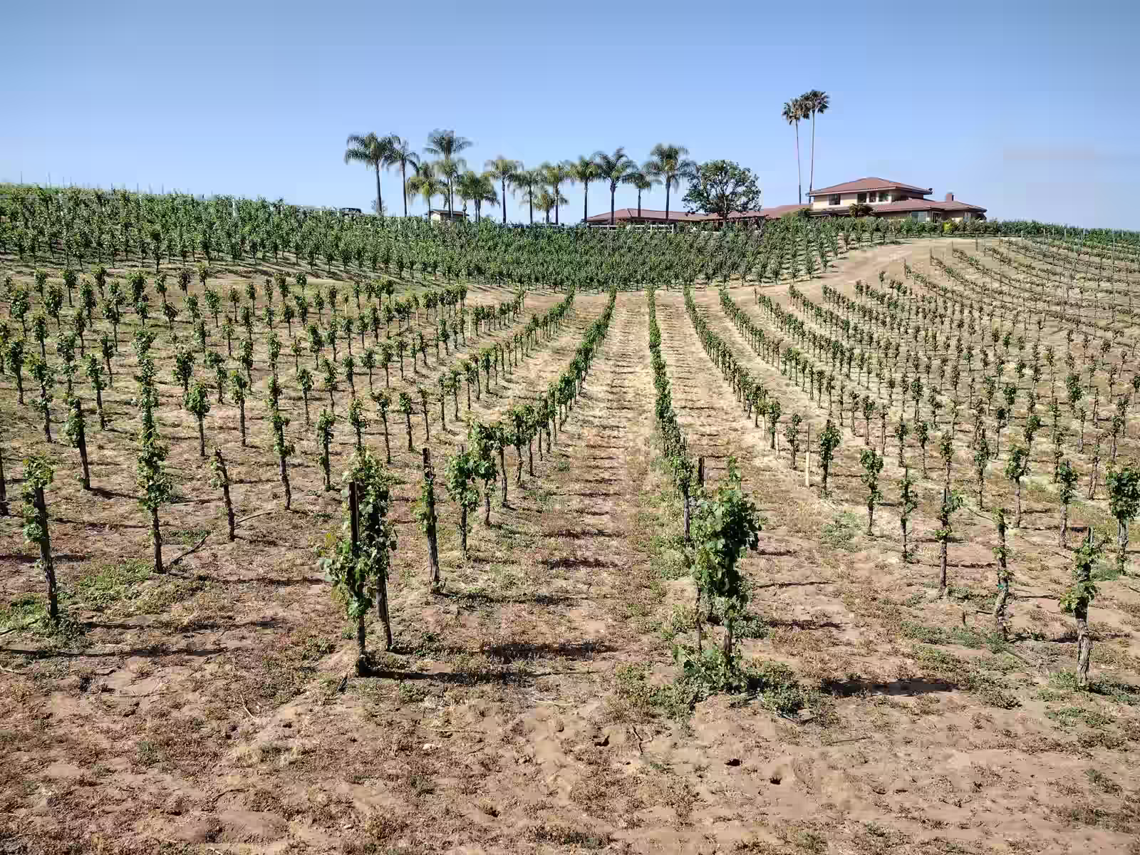 Temecula Wine Tour by Charter Bus from Los Angeles: The Group Guide
