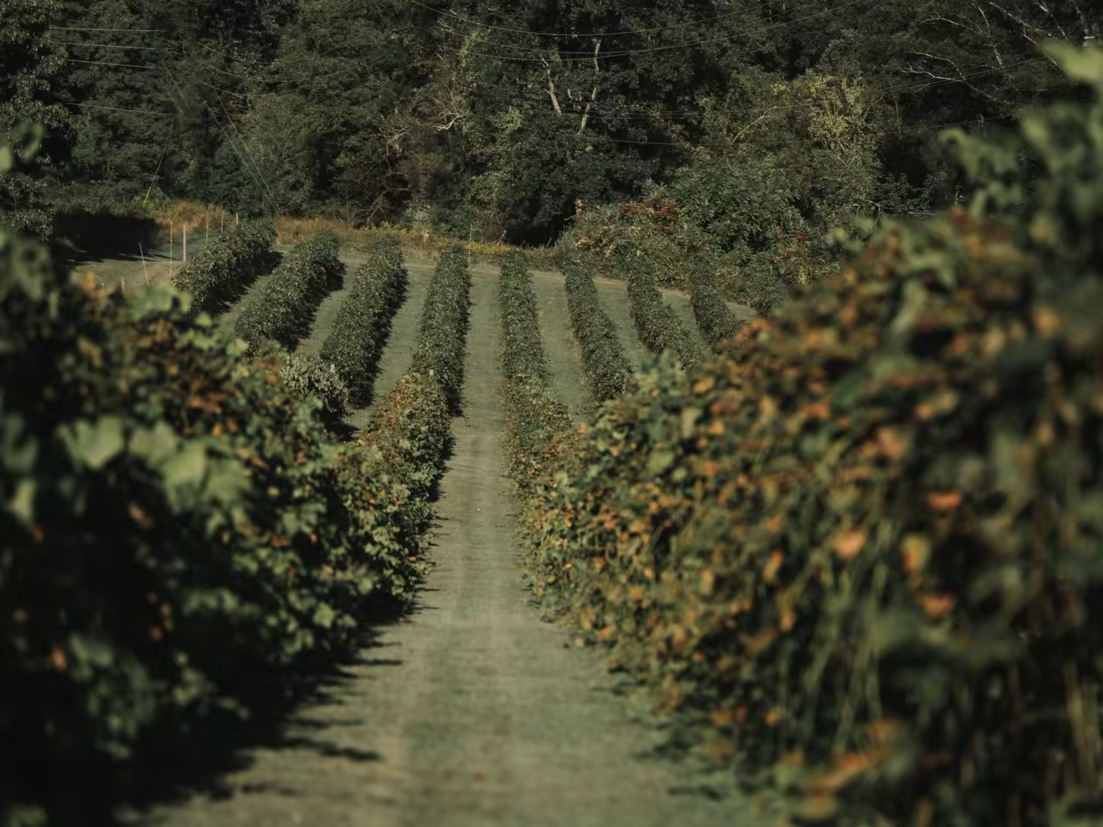Woodinville Wine Tour by Charter Bus: The Group Guide
